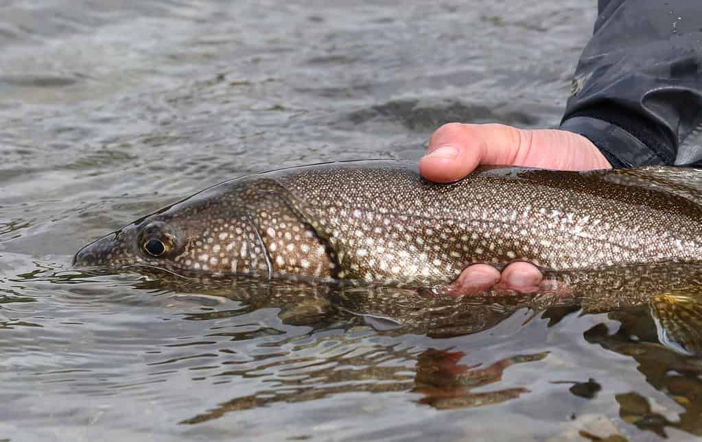 Discover 12 Creatures Living in Lake Michigan... Are Any Dangerous?