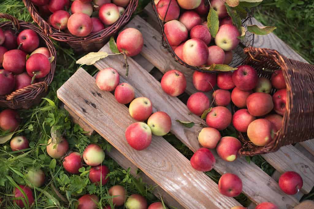 Apple Picking in Georgia: The 8 Best Orchards and Farms