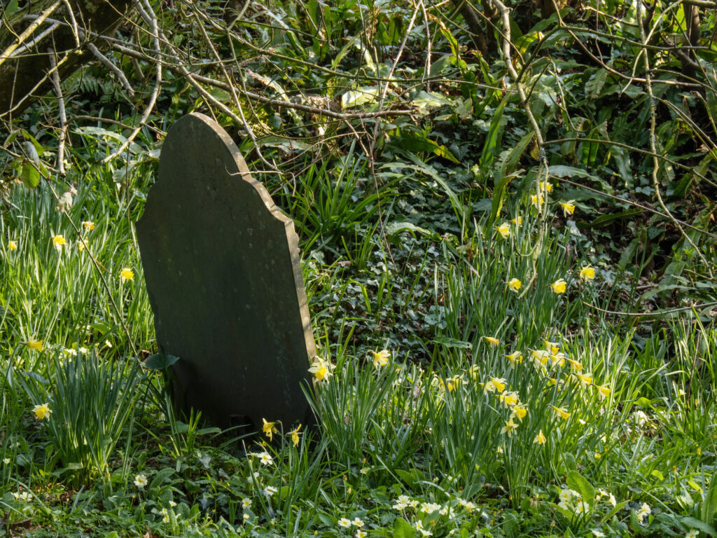 Daffodil Flowers: Meaning, Symbolism, and Proper Occasions