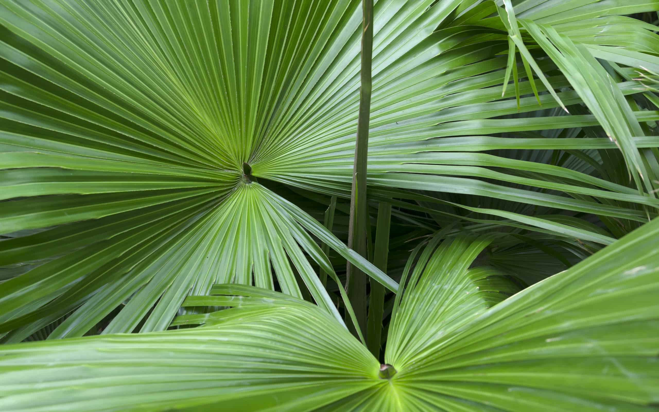 12 Amazing Types of Palm Trees You'll See in South Carolina