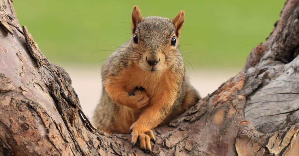 Discover Why Squirrels Hurriedly Bury Nuts in the Ground