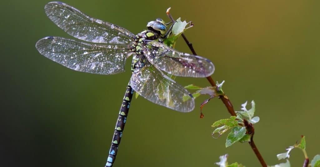 Where Do Dragonflies Go at Night to Sleep?