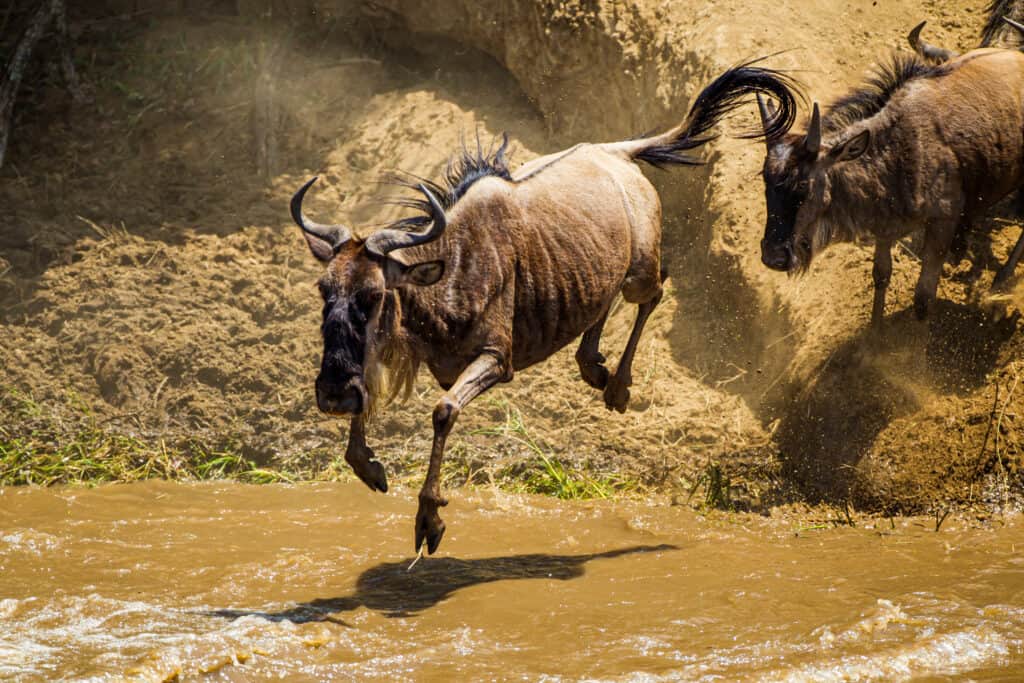 The Complete List of 57 African Animals With Horns