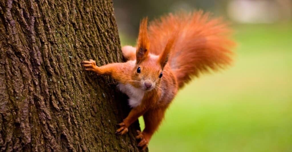 Discover Why Squirrels Hurriedly Bury Nuts in the Ground