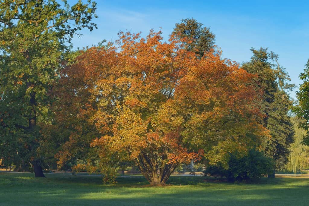 5 Reasons You Need To Buy a Leaf Blower This Fall 