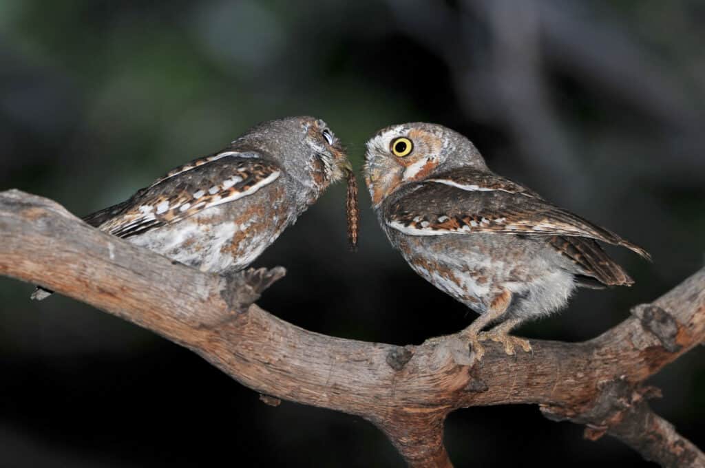 15 Owls That Live in California (and Where You're Likely to See Them)