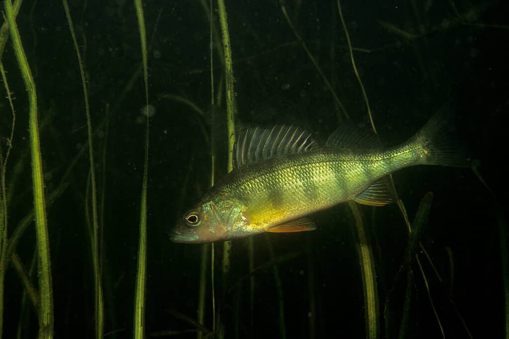 Discover 12 Creatures Living in Lake Michigan... Are Any Dangerous?