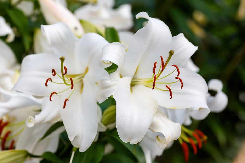 10 Fun and Amazing Facts That Make Lilies Unlike Any Other Flower