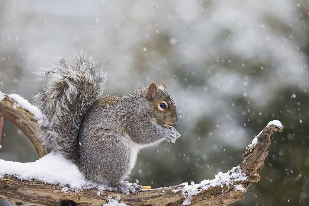 Discover Why Squirrels Hurriedly Bury Nuts in the Ground