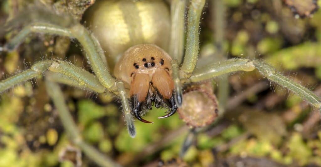 10 Spiders Crawling Around Fort Worth