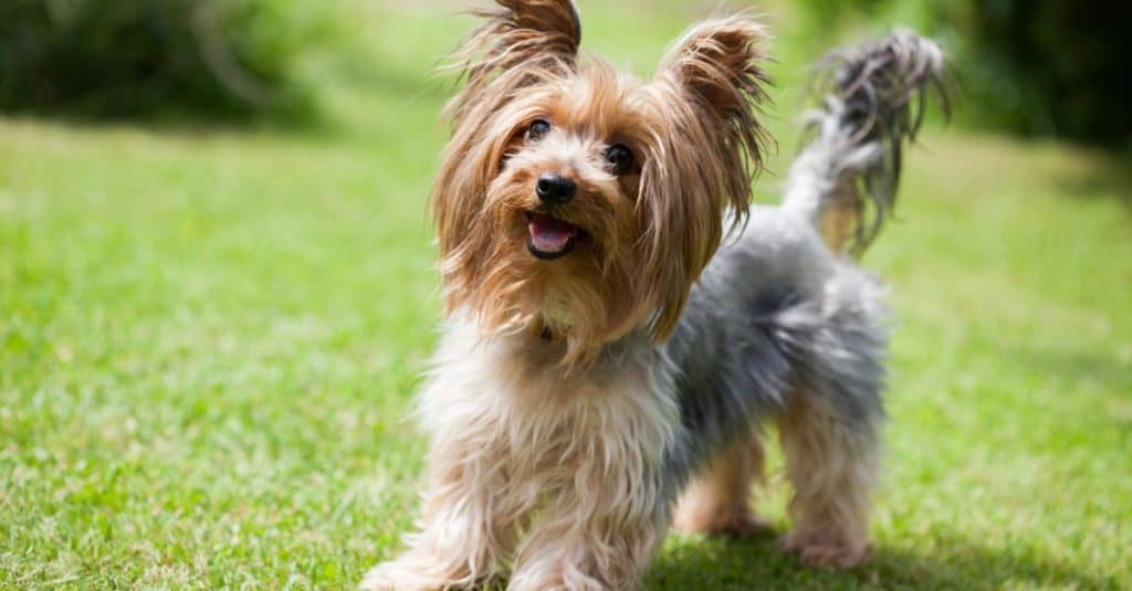 Are Yorkshire Terriers the Most Troublesome Dogs? 21 Common Complaints About Them 