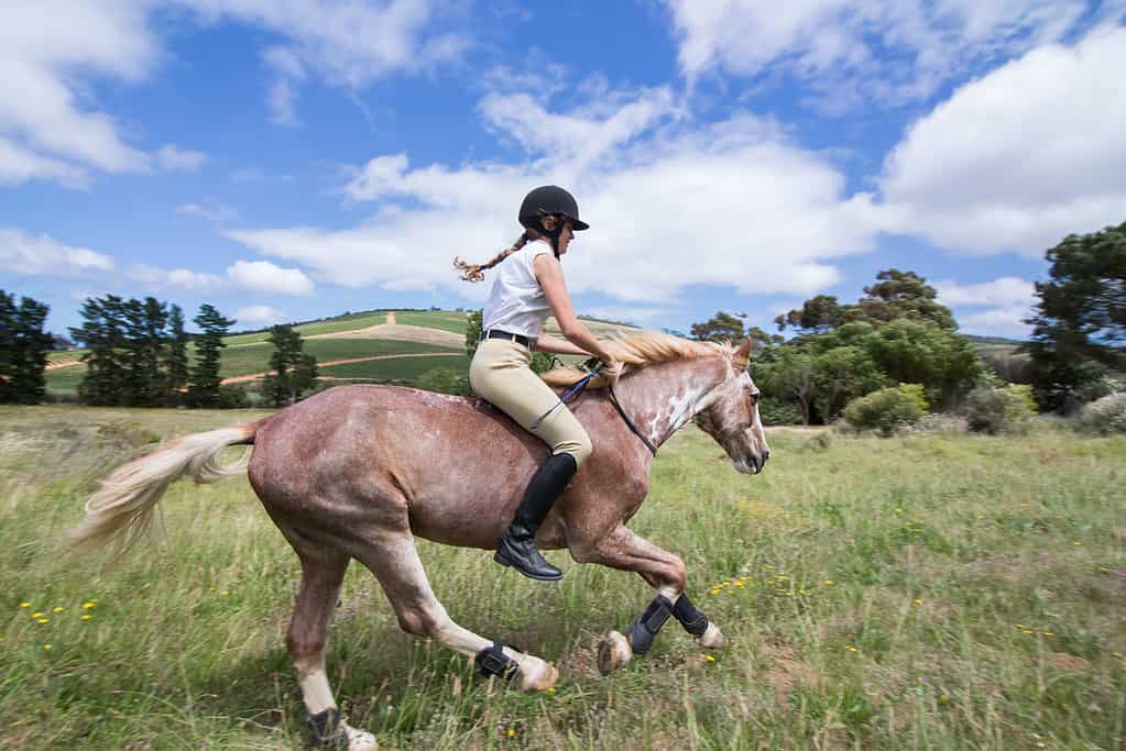 Discover 13 Types of Hoofed Animals (and Why They Have Them)