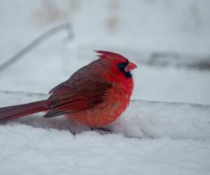 Discover the Biggest October Snowstorm to Ever Hit Illinois