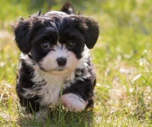 Havanese Progression: Growth, Milestones, and Training Tips