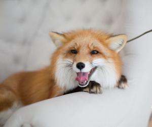 15  Sounds Foxes Make and What Each Means