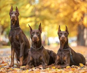 Doberman Pinscher Progression: Growth Chart, Milestones, and Training Tips