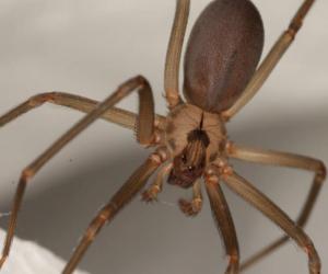 10 Spiders Crawling Around Fort Worth