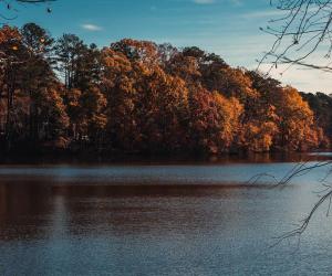 Discover The 7 Largest Alligators Ever Found in Georgia