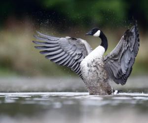 Where Do Geese Nest?