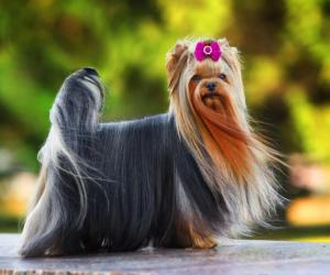 Are Yorkshire Terriers the Most Troublesome Dogs? 21 Common Complaints About Them