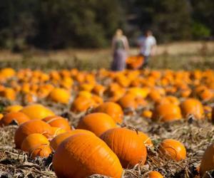 Explore the 6 Best Pumpkin Patches in Northern California To Embrace The Fall Season