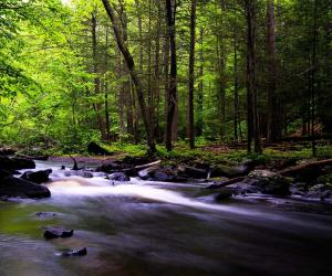 10 Natural Springs in New Jersey And Where To Find Them