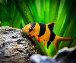 The 5 Best Freshwater Fish That Love Eating Snails