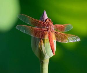 Where Do Dragonflies Go at Night to Sleep?