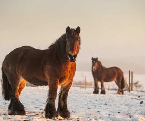 Male vs Female Horses: 5 Key Differences