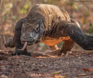 Discover 42 Amazing Zoos Where You Can See Komodo Dragons