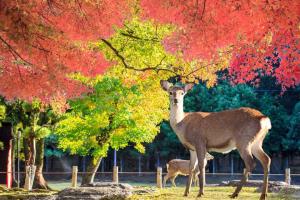 10 amazing things to do in Nara, Japan