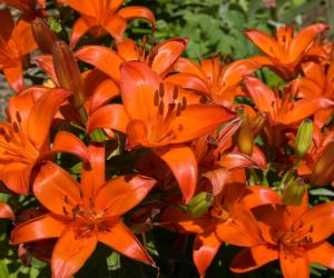 10 Fun and Amazing Facts That Make Lilies Unlike Any Other Flower