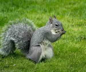 Discover Why Squirrels Hurriedly Bury Nuts in the Ground