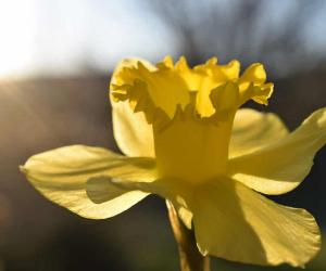 Daffodil Flowers: Meaning, Symbolism, and Proper Occasions