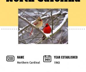 Discover the Official State Bird of North Carolina