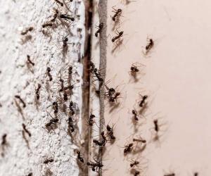 Discover 27 DIY Solutions to Eliminate Insects In and Around the Home