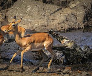 Peeved Lion Loses Zebra To a Crocodile And Growls In Anger At the Water