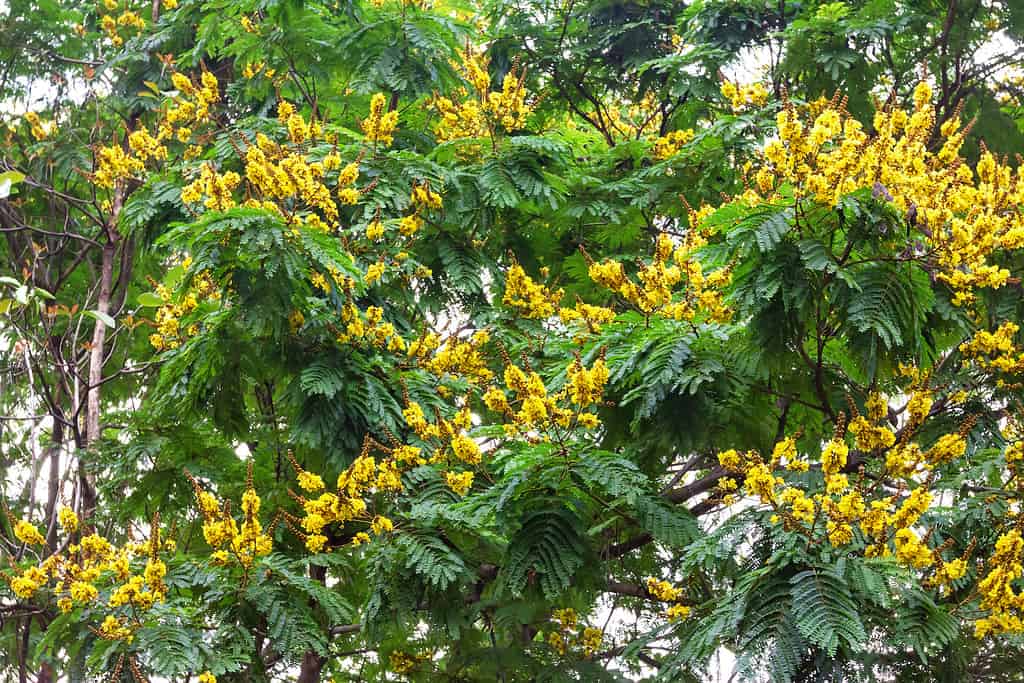 A Comprehensive Look at 13 Gorgeous Flowering Trees Found in Florida