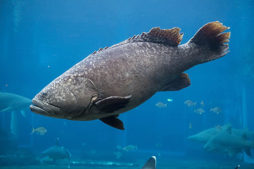 What's in the St. Marys River and Is It Safe to Swim In?