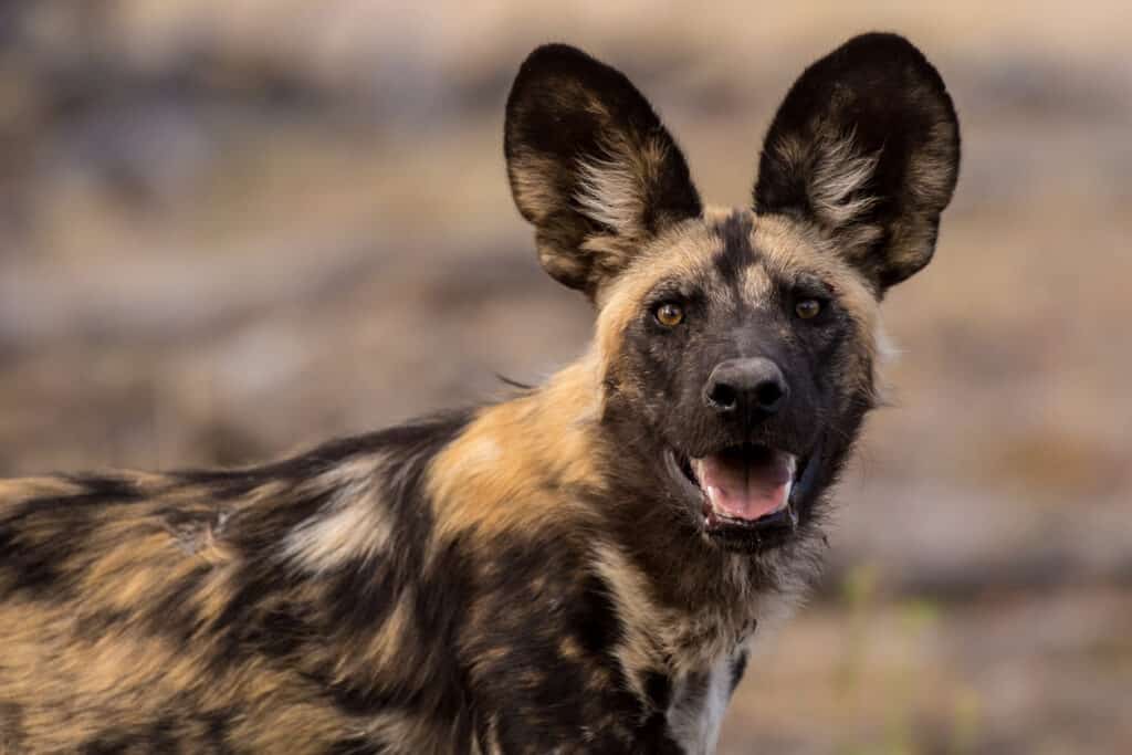 Watch the Tense Encounter When a Huge Pack of Wild Dogs Surround a Deer