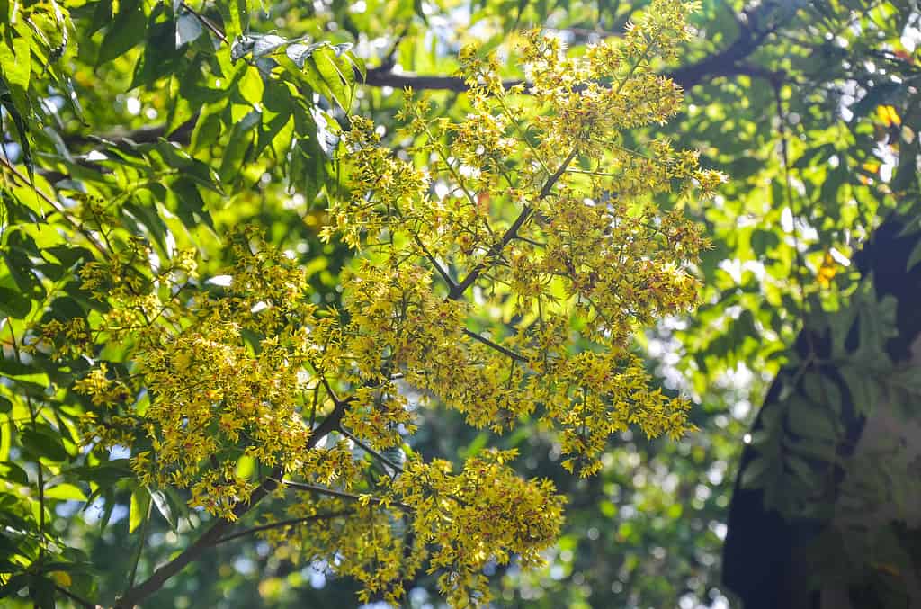 A Comprehensive Look at 13 Gorgeous Flowering Trees Found in Florida