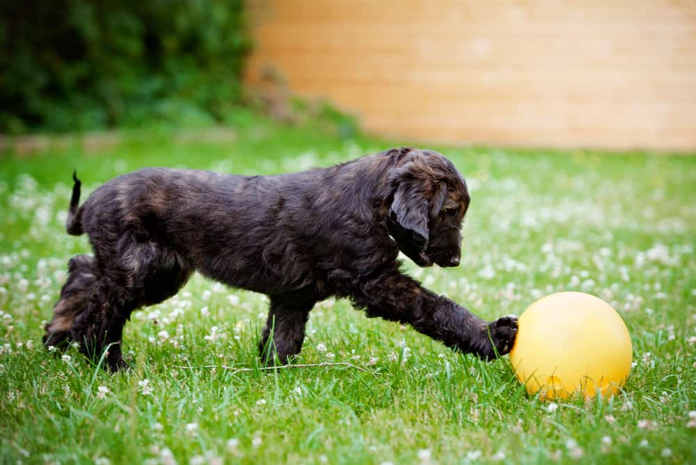 Male vs. Female Afghan Hound