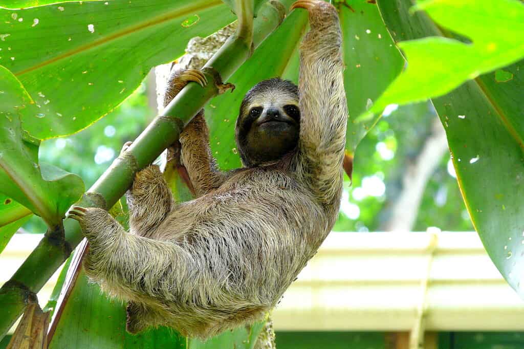 How Much Does a Pet Sloth Cost? Purchase Cost, Relevant Laws, and More!