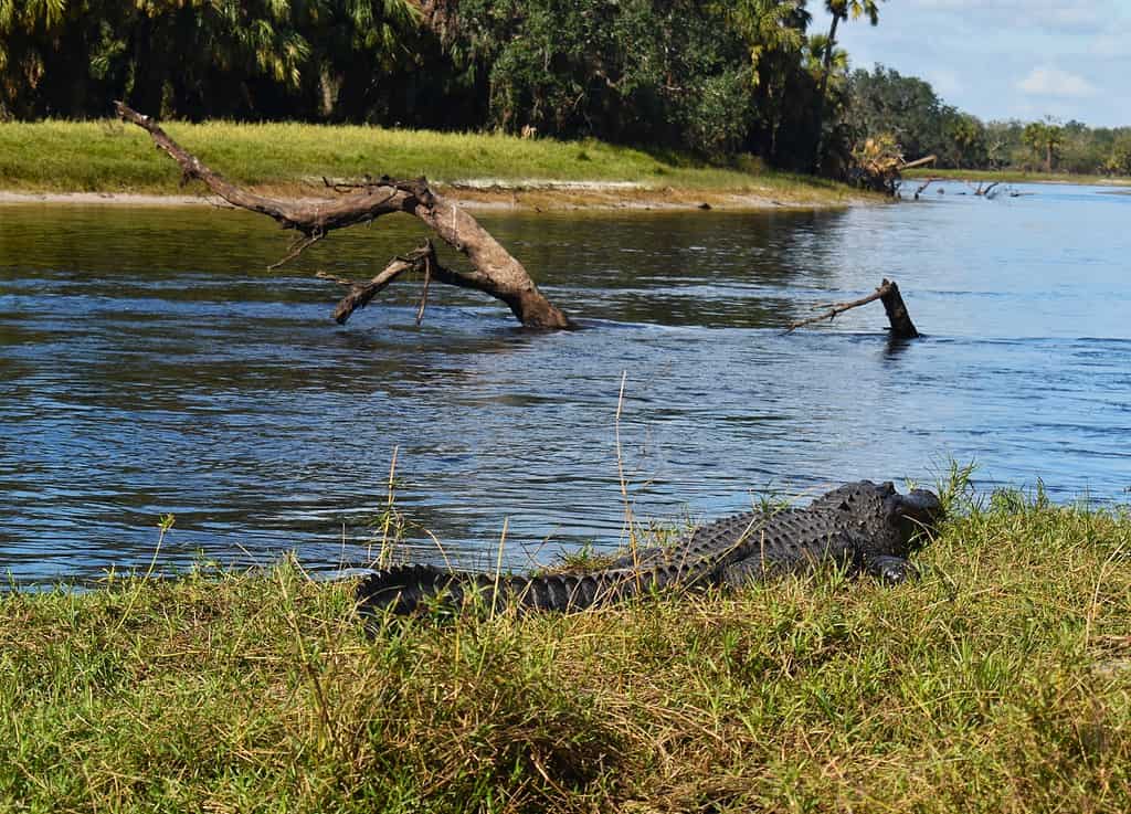 Alligator Hunting in Mississippi: Timing, Locations, Permits, and More!