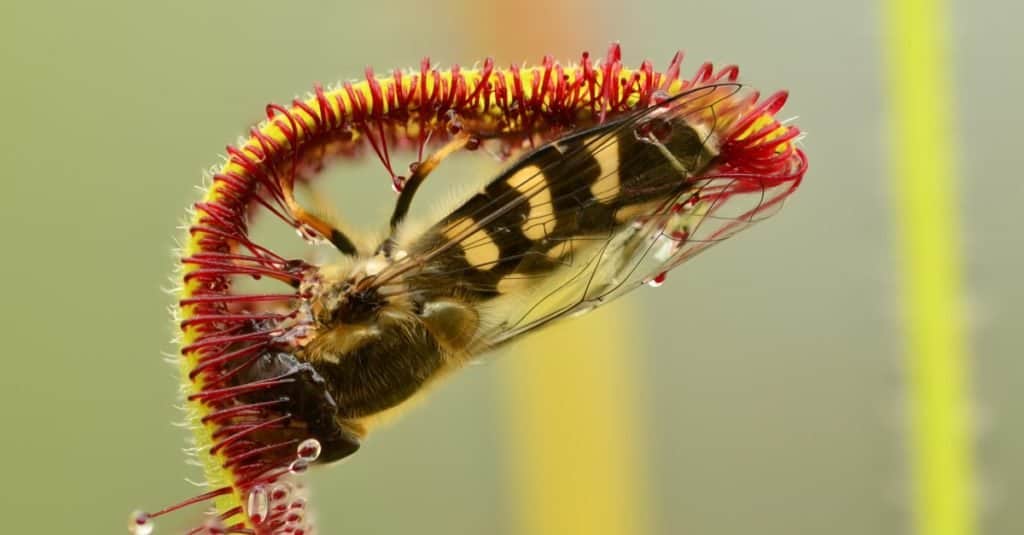 Propagating a Sundew Plant: How to Grow a Carnivorous Plant From Seed