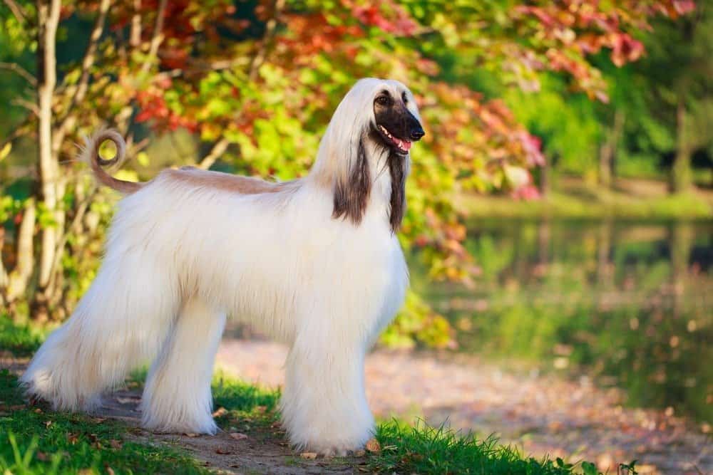 Male vs. Female Afghan Hound