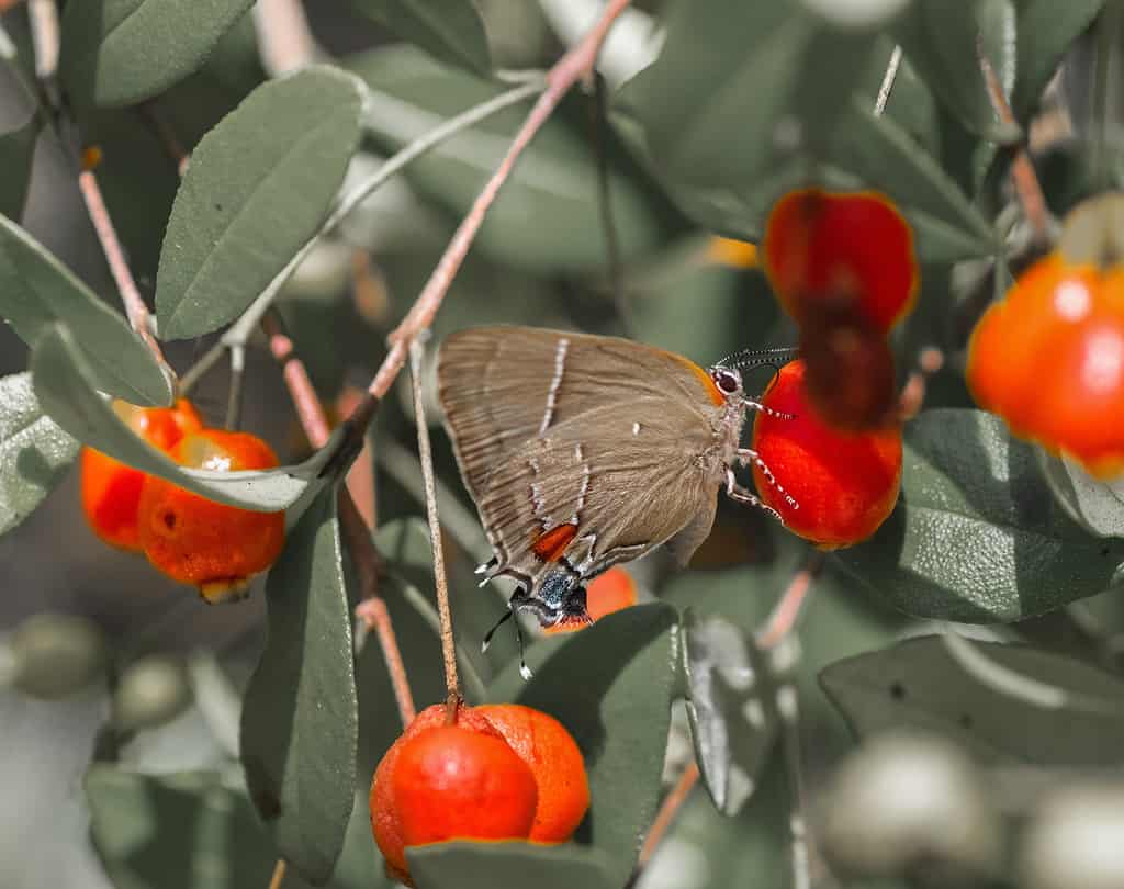 A Comprehensive Look at 13 Gorgeous Flowering Trees Found in Florida