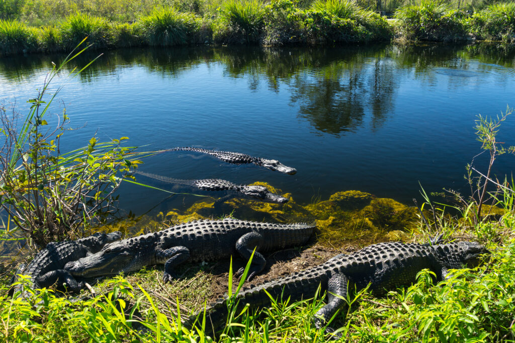 Are There Alligators in Australia?