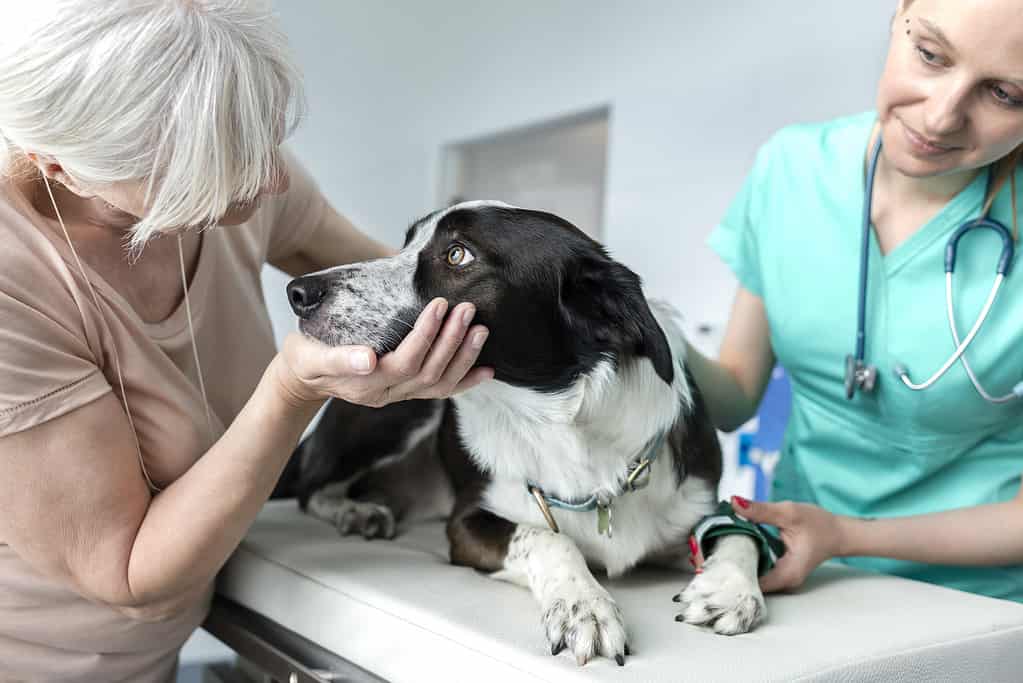 Are Dogs Allowed In Malls? 10 Important Rules to Know