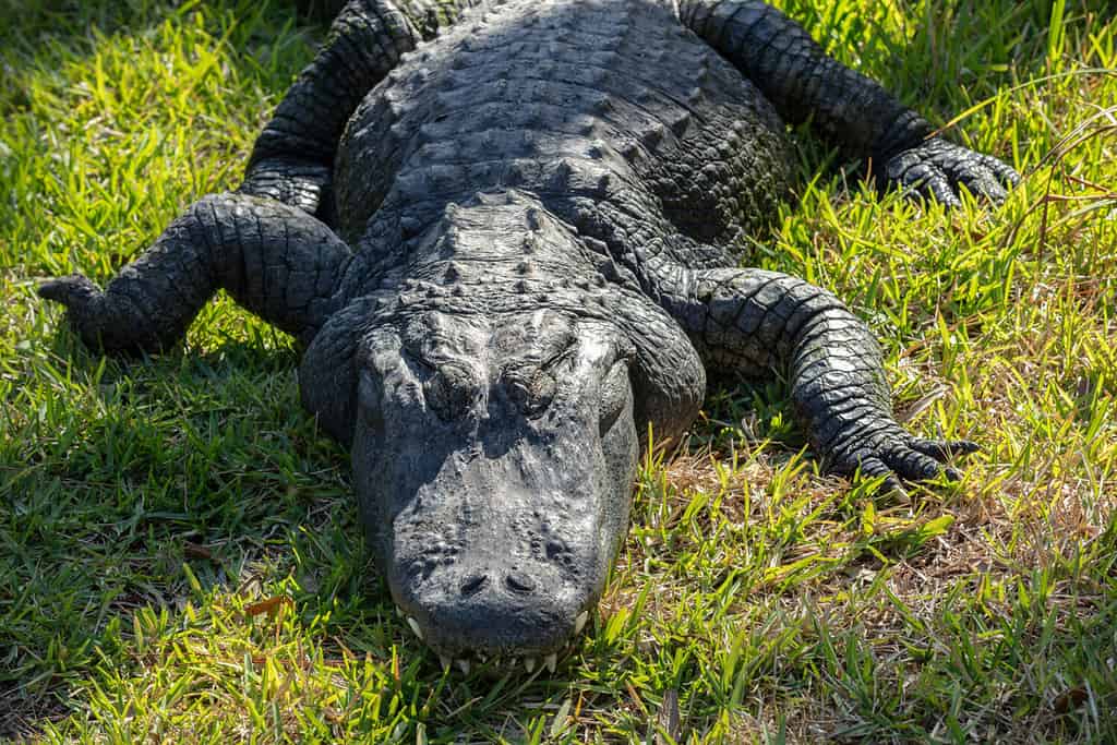 Alligator Hunting in Mississippi: Timing, Locations, Permits, and More!